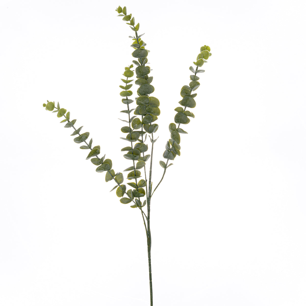 Gunnii Eucalyptus Spray image 1
