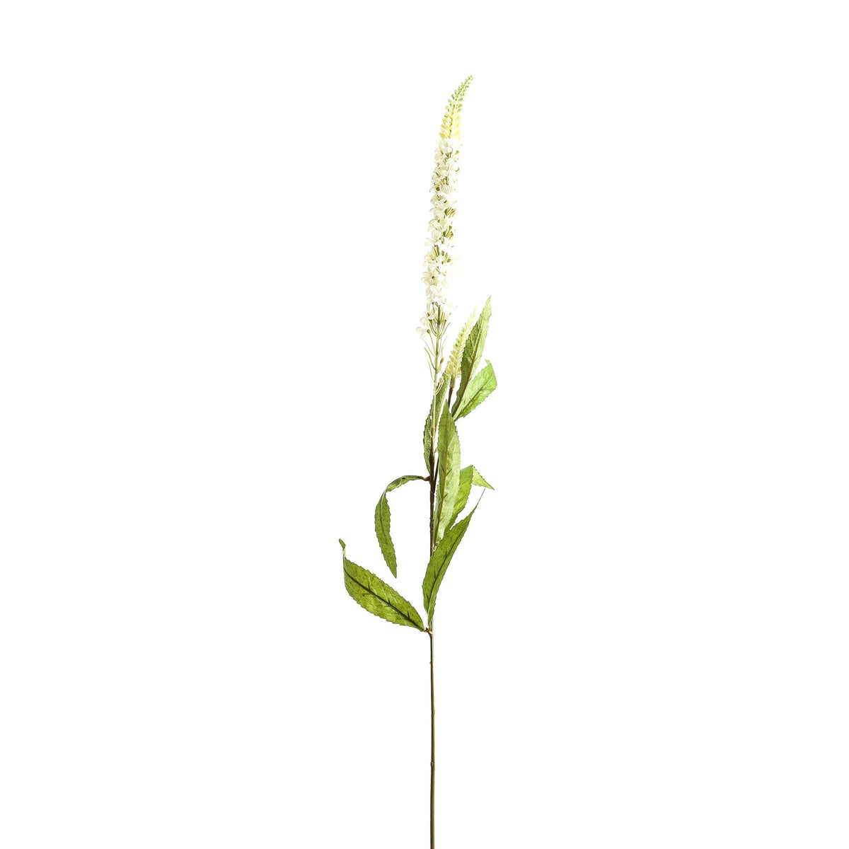 White Veronica Stem image 2