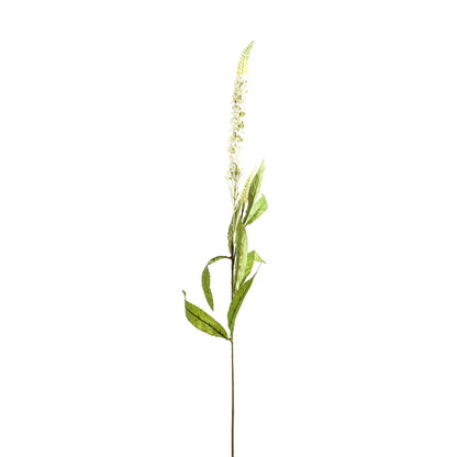 White Veronica Stem image 2