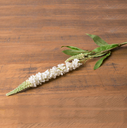 White Veronica Stem image 1