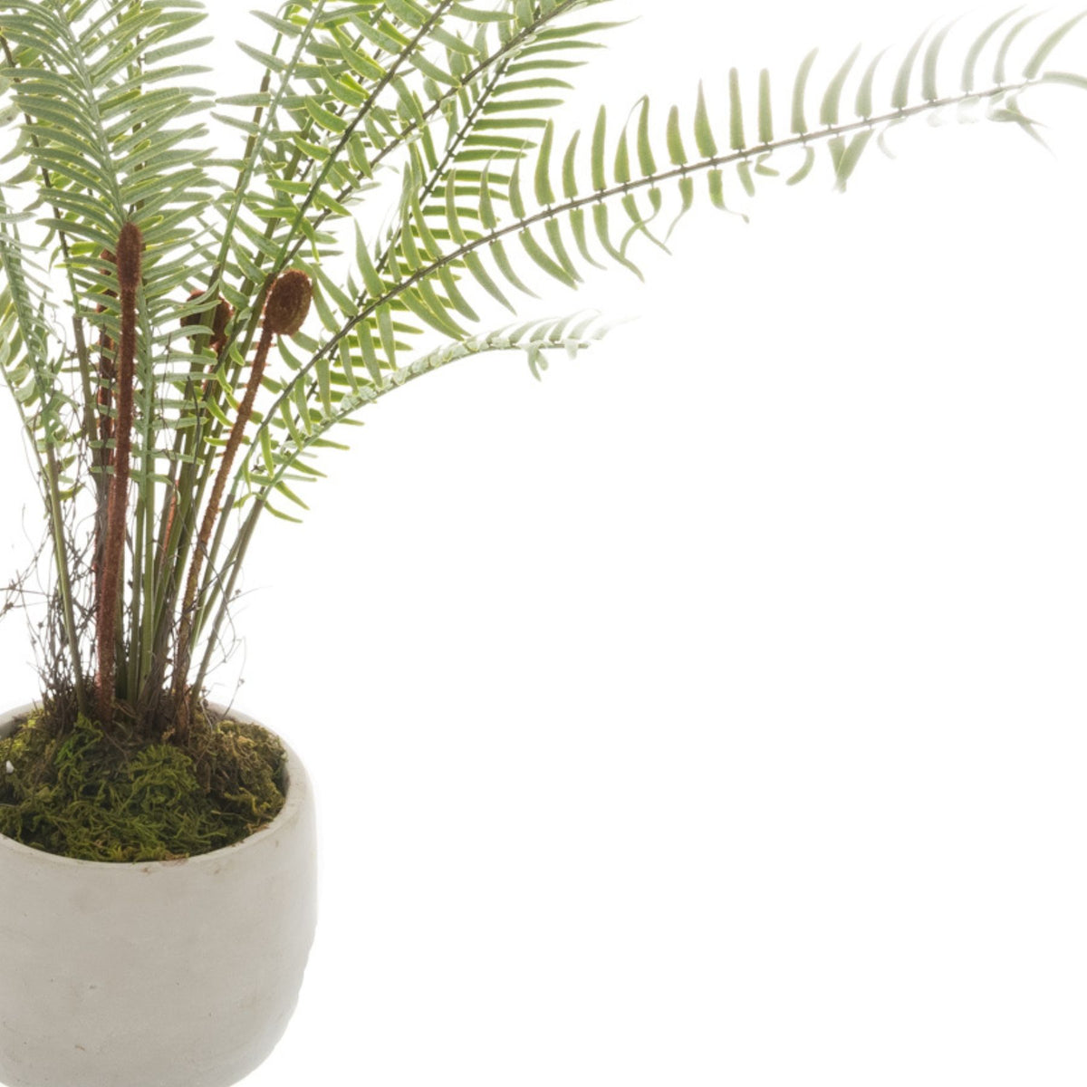 White Potted Boston Fern image 2