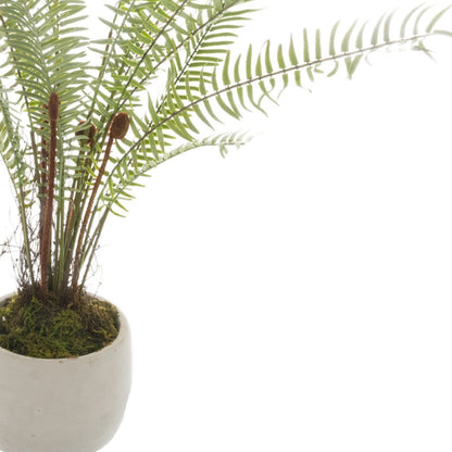 White Potted Boston Fern image 2