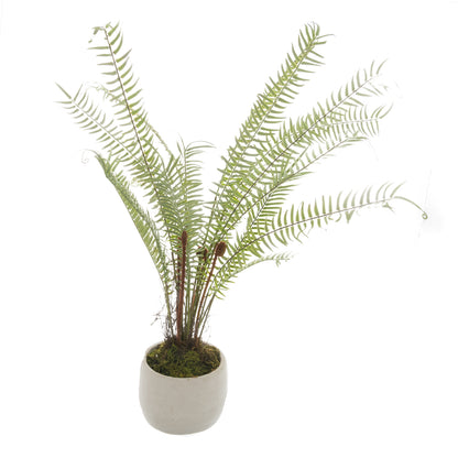 White Potted Boston Fern image 1