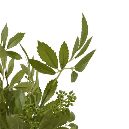 Long Fennel Stem image 5
