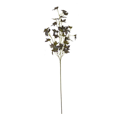 Variegated Maple Leaf image 4