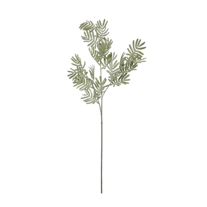 Silver Wattle Leaf image 4