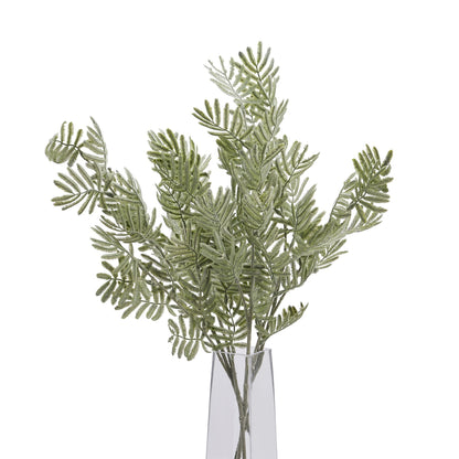 Silver Wattle Leaf image 5