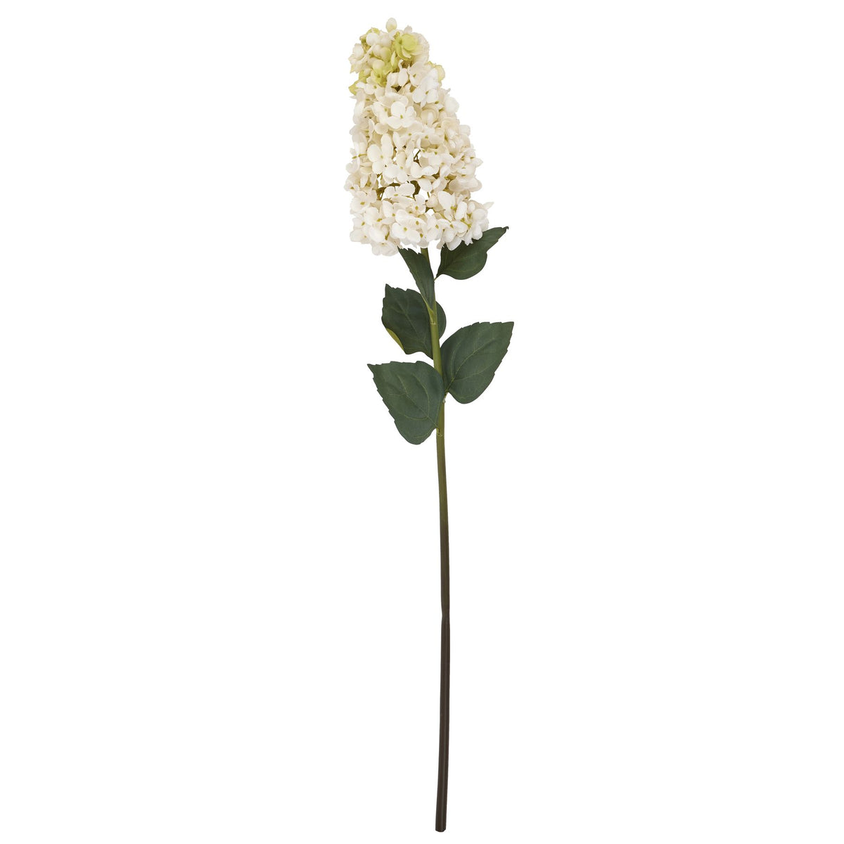 White Spear Hydrangea image 4