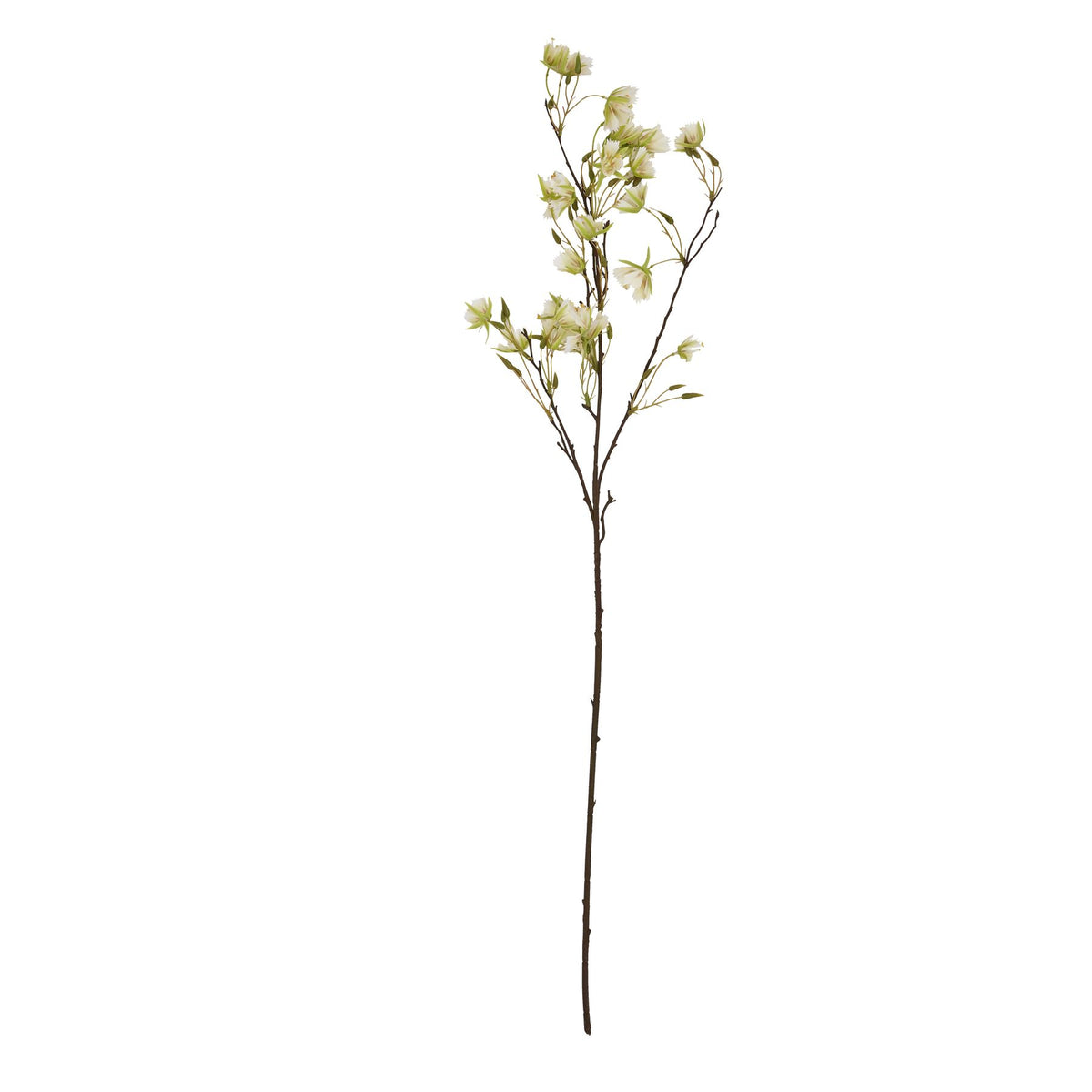 Elaeocarpus Stem image 4
