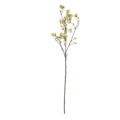 Elaeocarpus Stem image 4