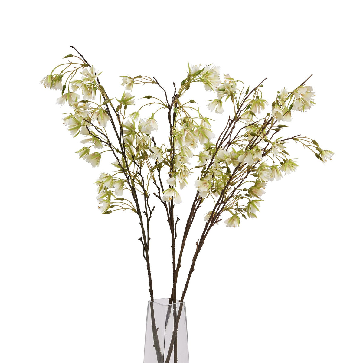 Elaeocarpus Stem image 5
