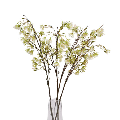 Elaeocarpus Stem image 5