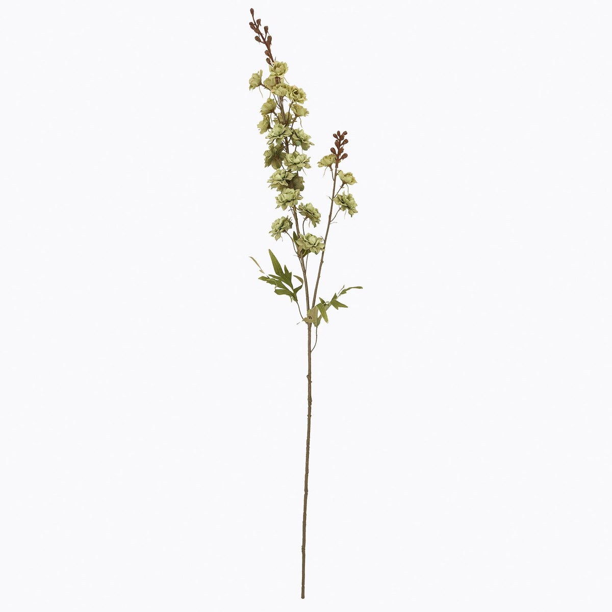 Tall Green Hops Stem image 4