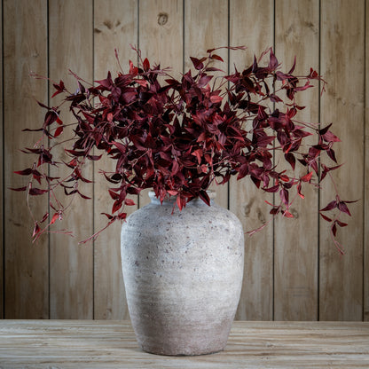 Ornamental Burgundy Leaf image 2