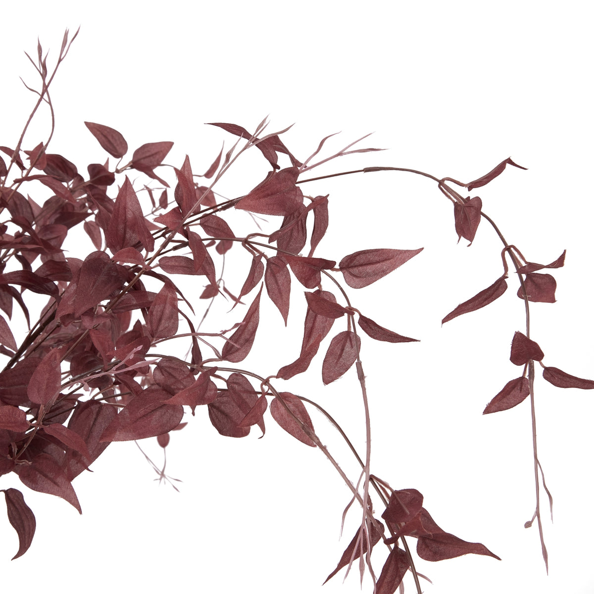 Ornamental Burgundy Leaf image 5