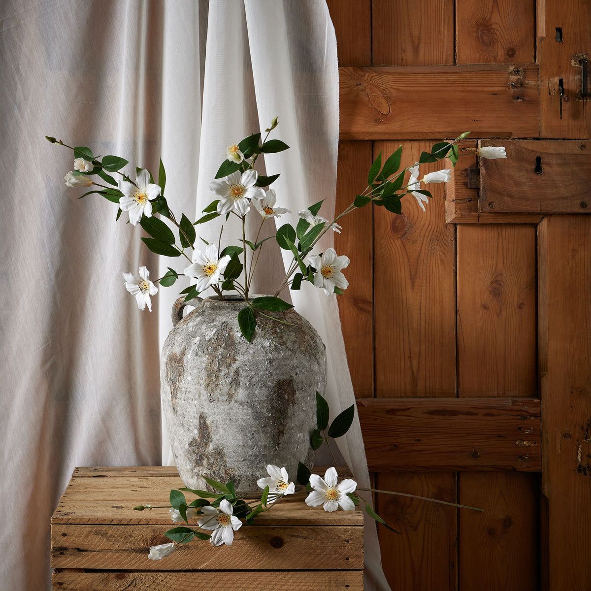 White Florida Clematis image 3