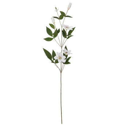 White Florida Clematis image 4