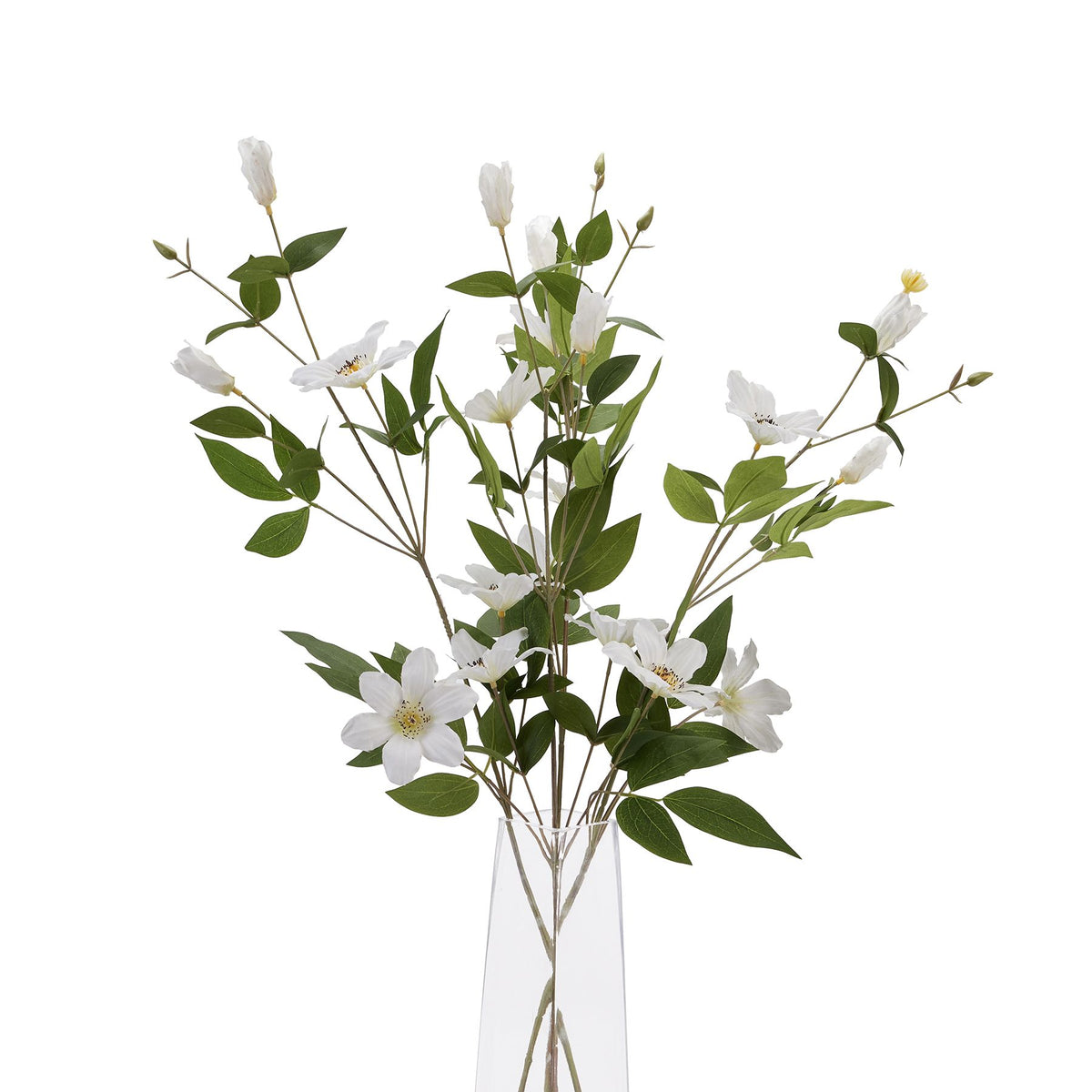 White Florida Clematis image 5