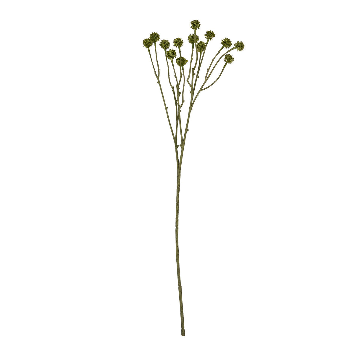 Green Craspedia Stem image 4