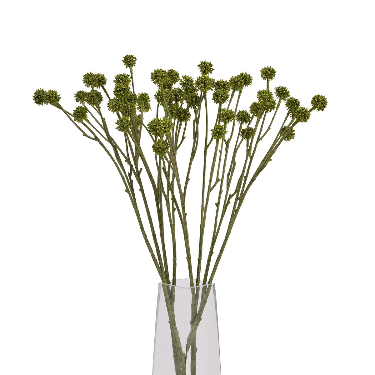 Green Craspedia Stem image 5