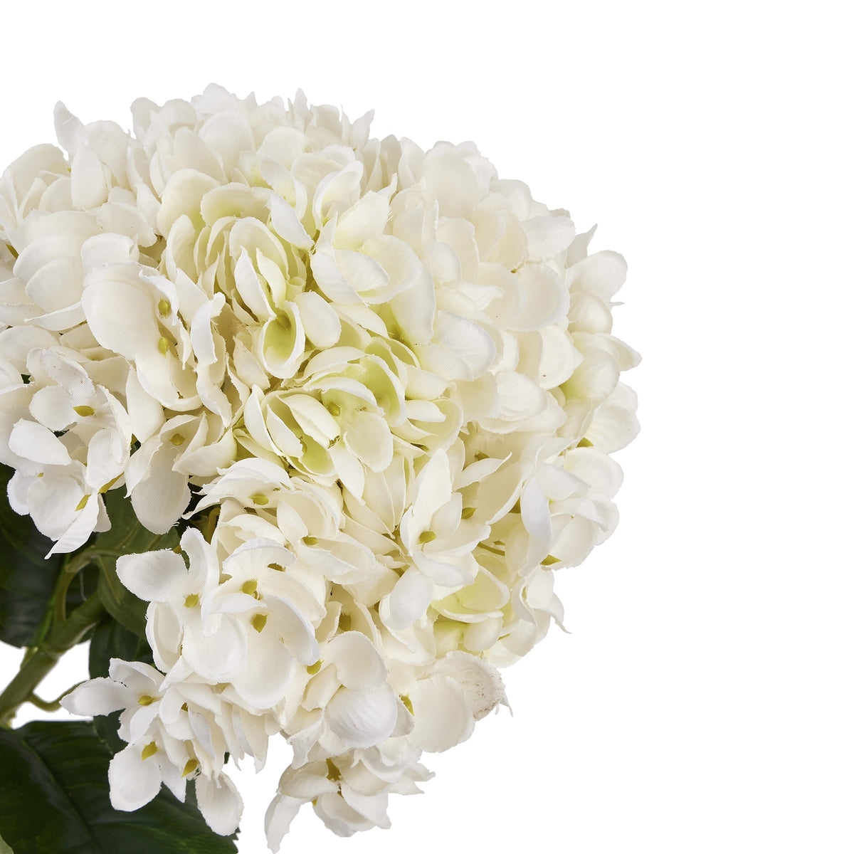 White Hydrangea Stem image 3