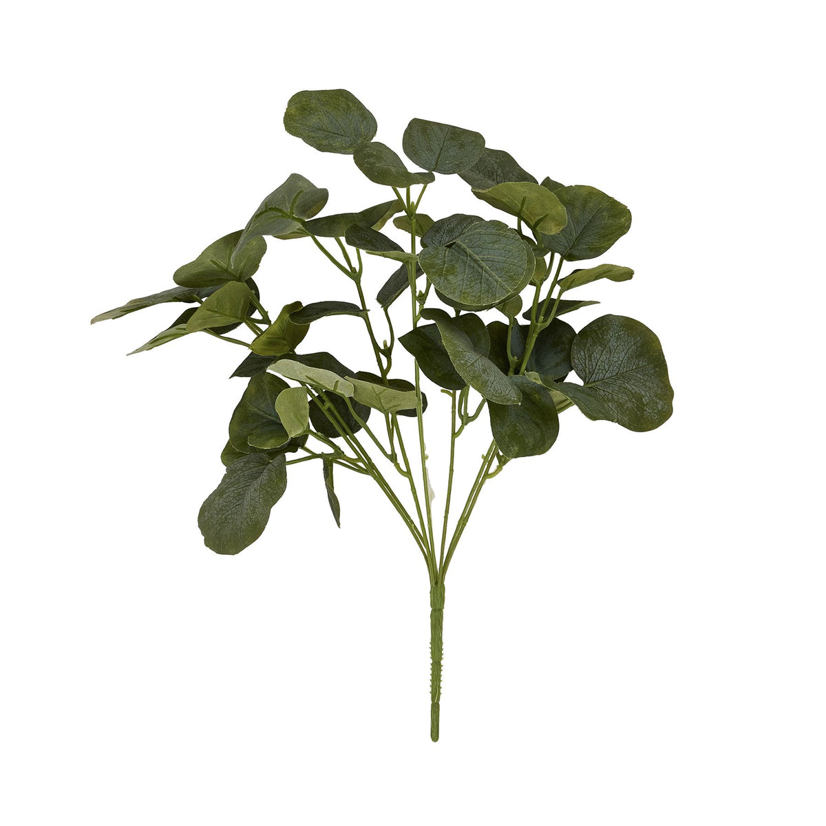 Short Eucalyptus Bunch image 4