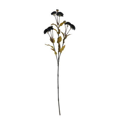 Black Chrysanthemum image 3