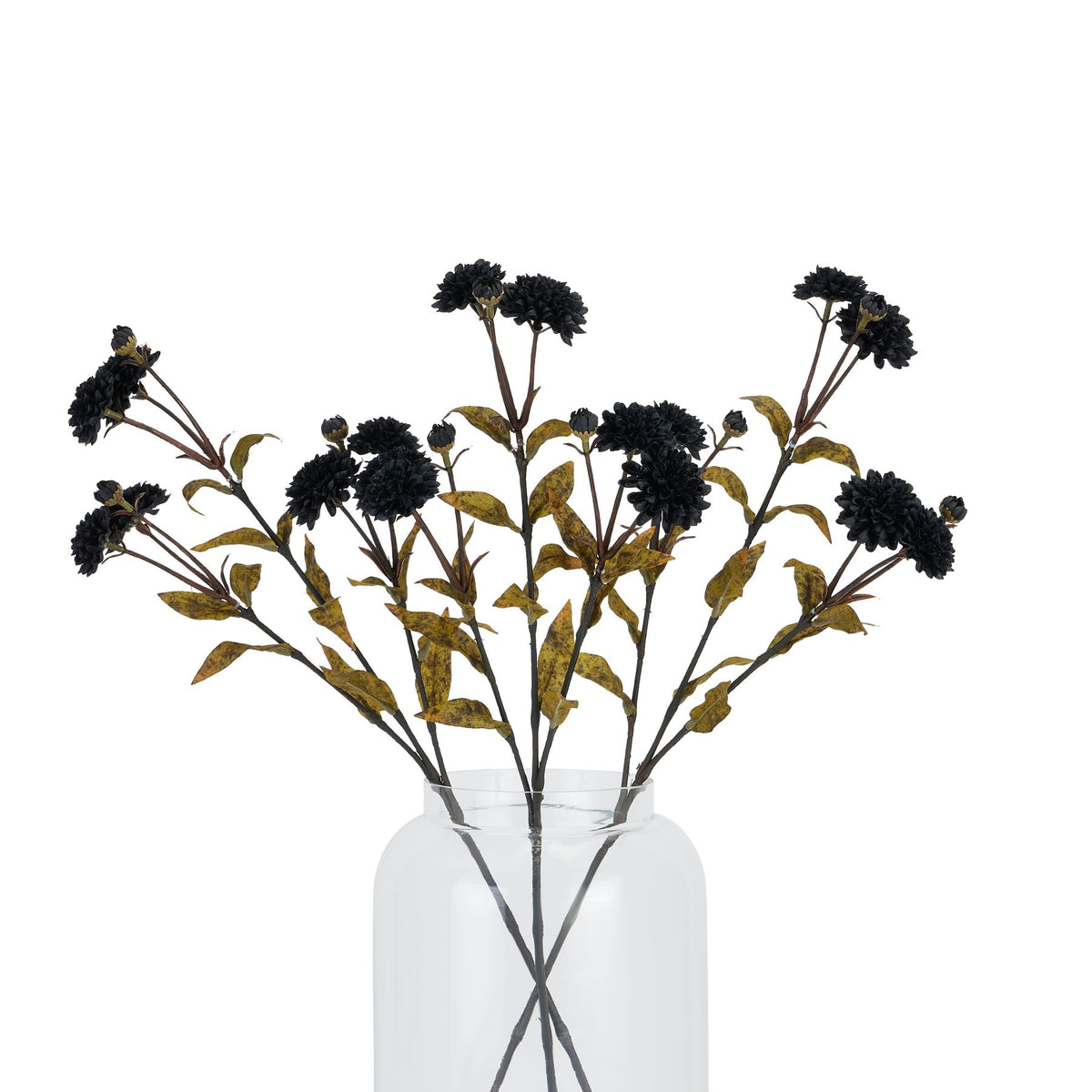 Black Chrysanthemum image 4