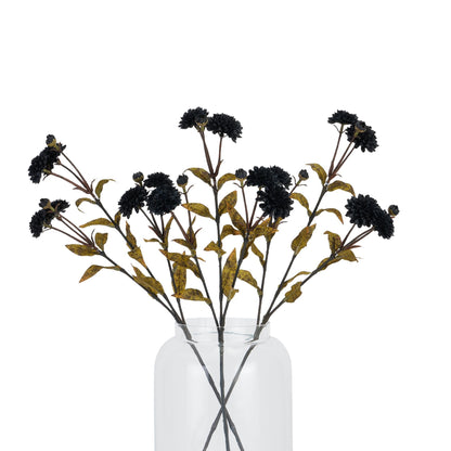Black Chrysanthemum image 4