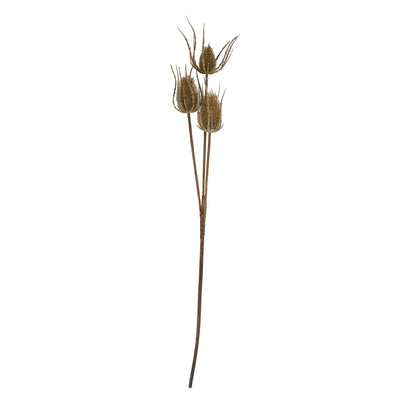 Large Brown Triple Teasle Stem image 3