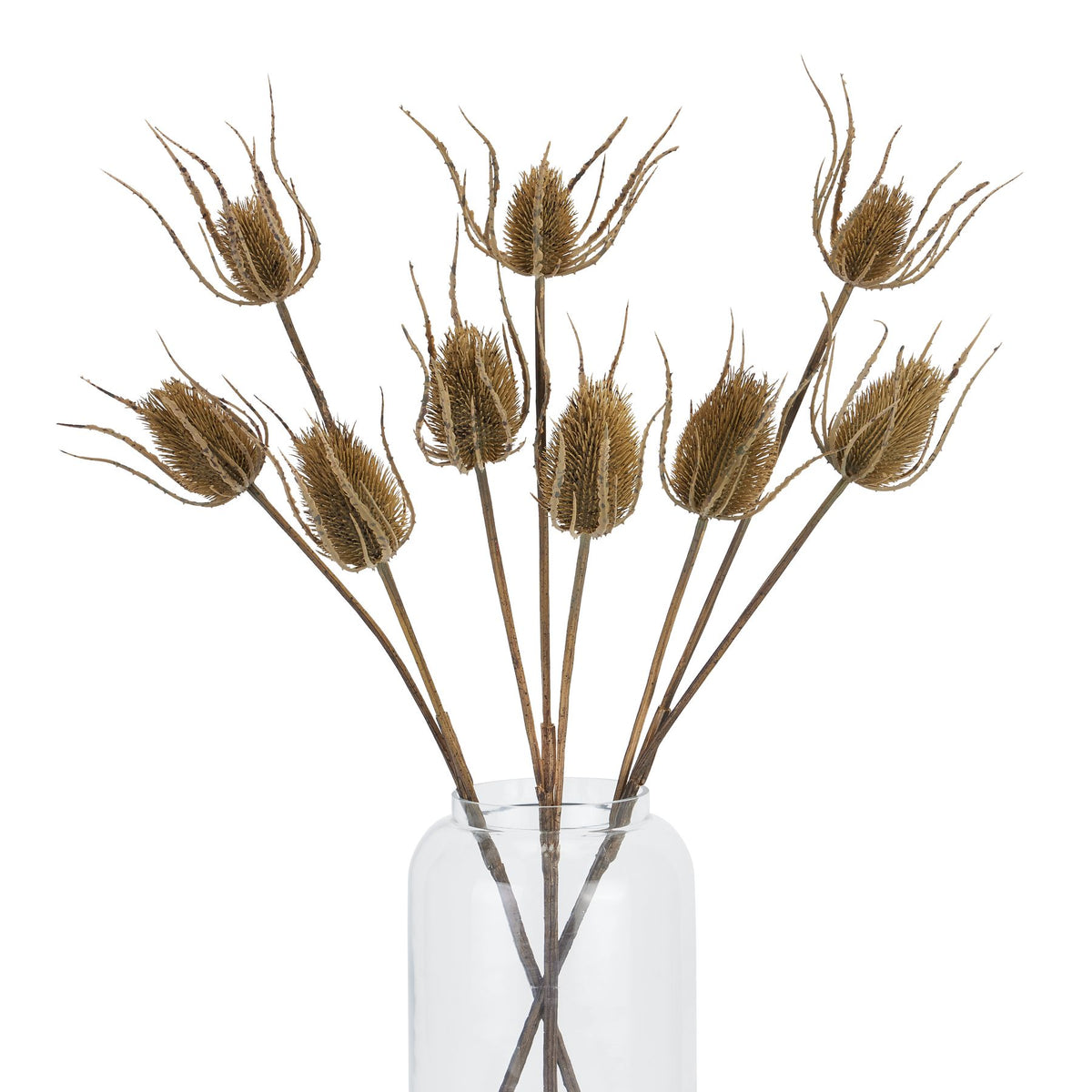 Large Brown Triple Teasle Stem image 4
