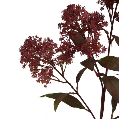 Medium Burgundy Smokebush Stem image 2