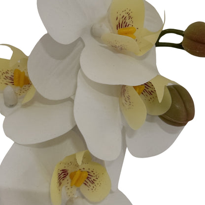 Tall White Butterfly Orchid Stem image 3