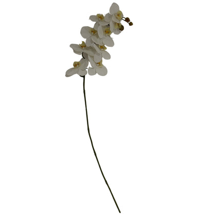 Tall White Butterfly Orchid Stem image 1