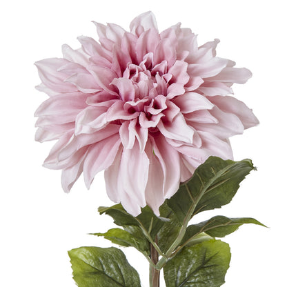 The Natural Garden Collection Pink Dahlia image 5
