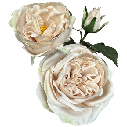 The Natural Garden Collection Palest Blush Charity Rose image 3