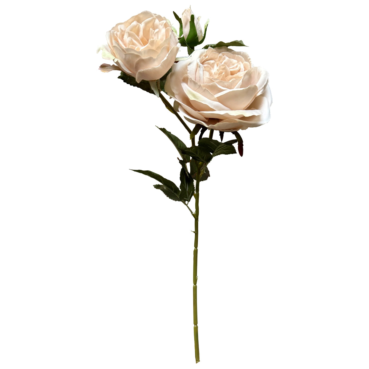 The Natural Garden Collection Palest Blush Charity Rose image 4