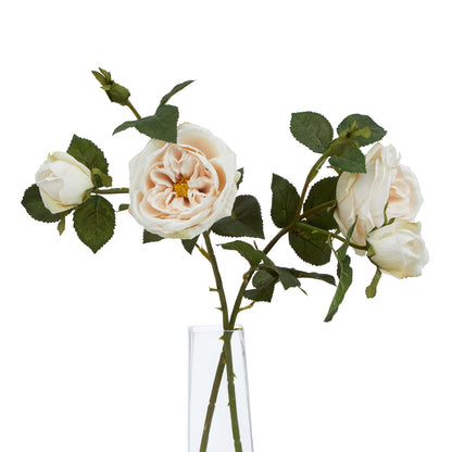 The Natural Garden Collection Palest Blush Charity Rose image 5