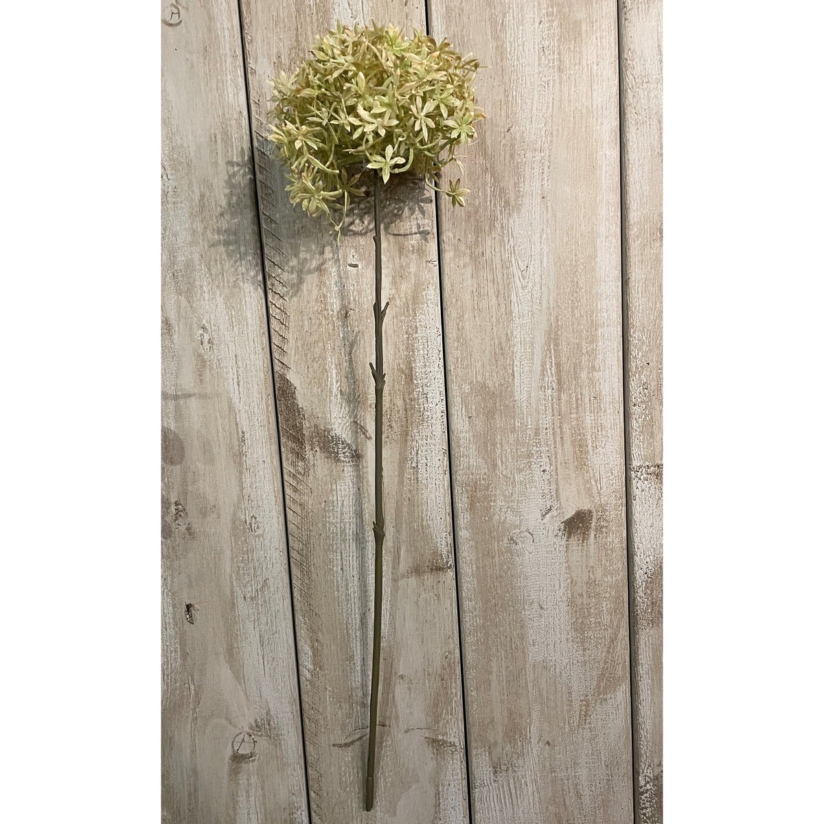 Green And Beige Allium image 2