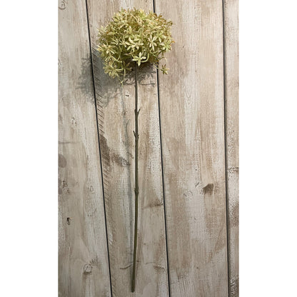 Green And Beige Allium image 2