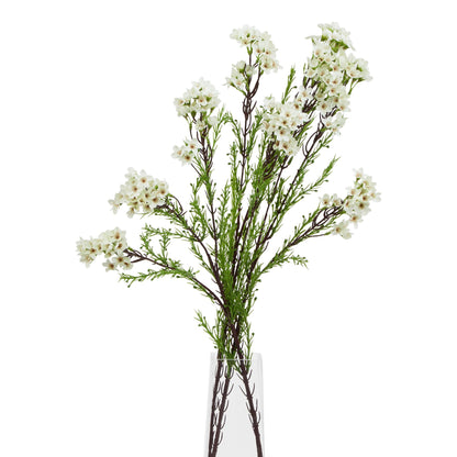The Natural Garden Collection White Waxflower image 3