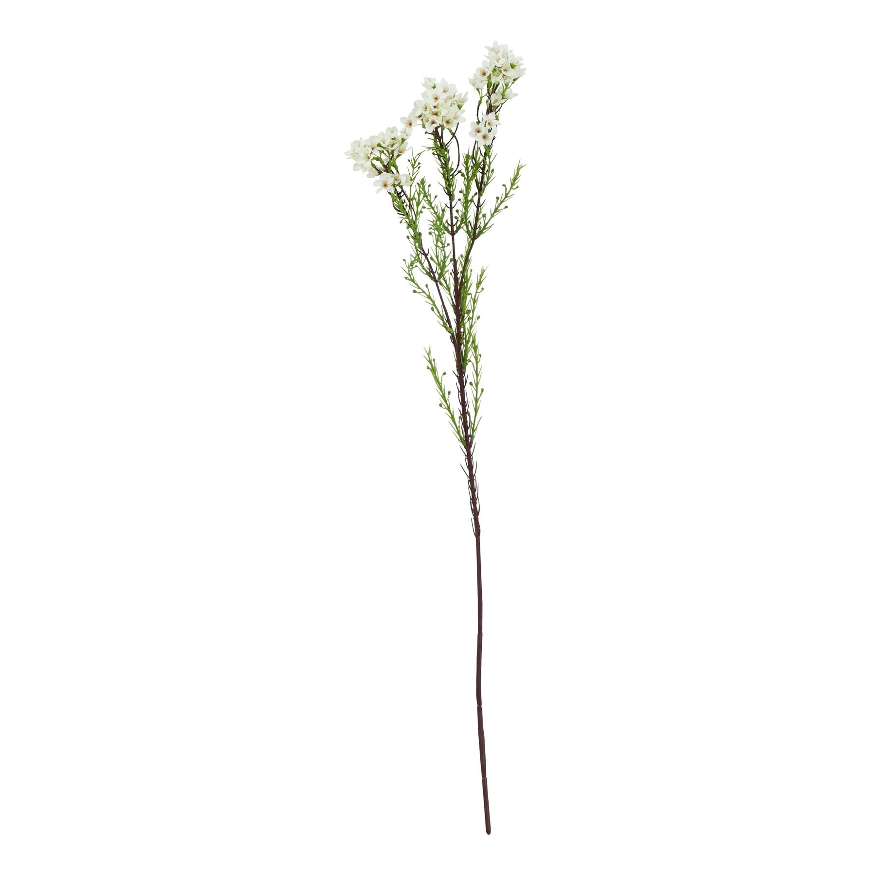 The Natural Garden Collection White Waxflower