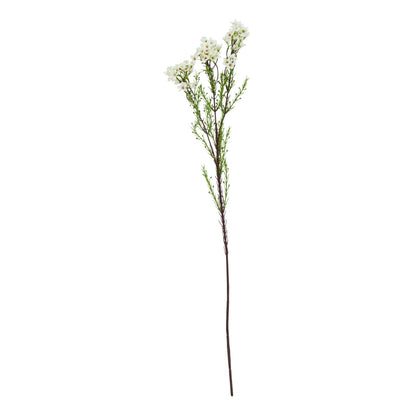 The Natural Garden Collection White Waxflower image 1