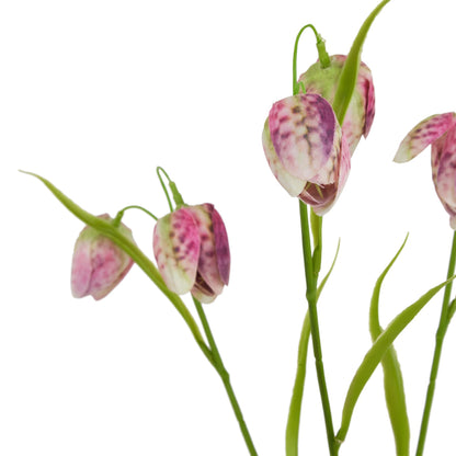 The Natural Garden Collection Purple Fritillaria Stem image 2