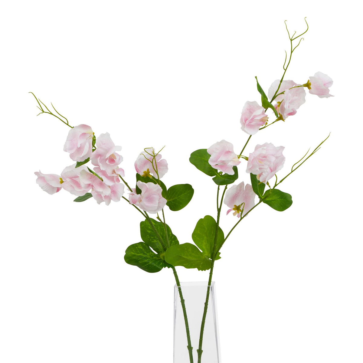 The Natural Garden Collection Pale Pink Sweetpea Stem image 3