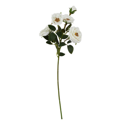The Natural Garden Collection White Hedge Rose Stem image 1