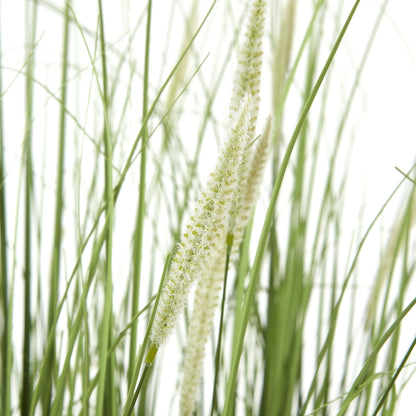 Large Onion Grass Plant In Pot image 2
