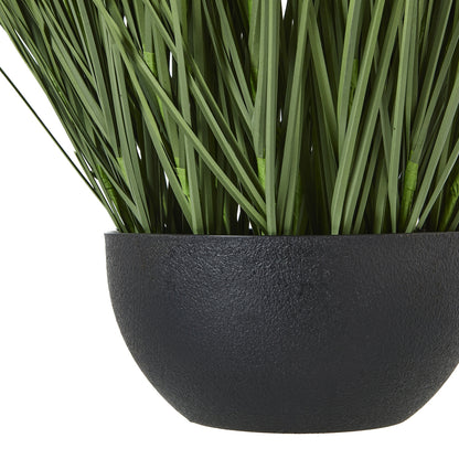 Large Onion Grass Plant In Pot image 3