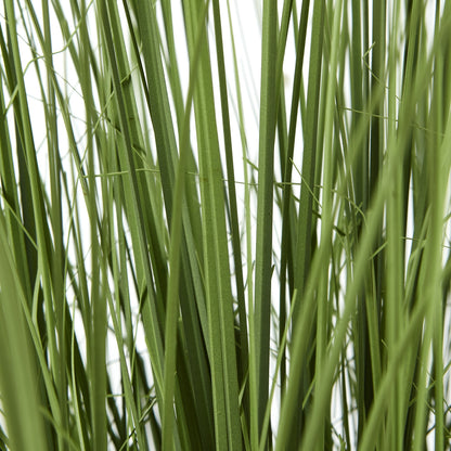 Large Onion Grass Plant In Pot image 4