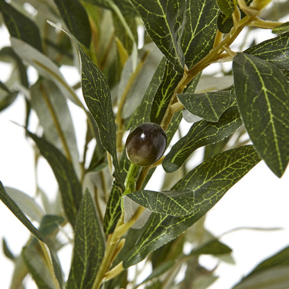 Apulia Olive Tree In White Pot 210Cm image 2